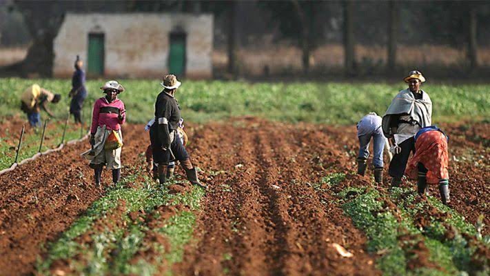 Zamfara State Aims to Empower 100,000 Farmers in 4 years